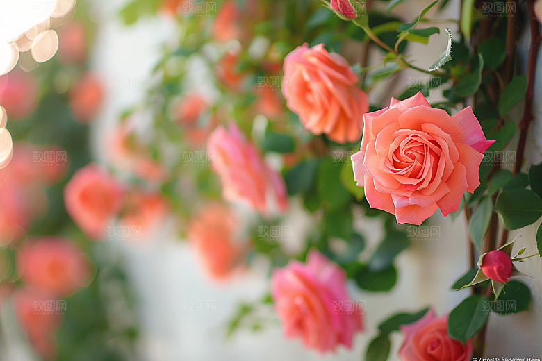 月季花彩色欧月素材
