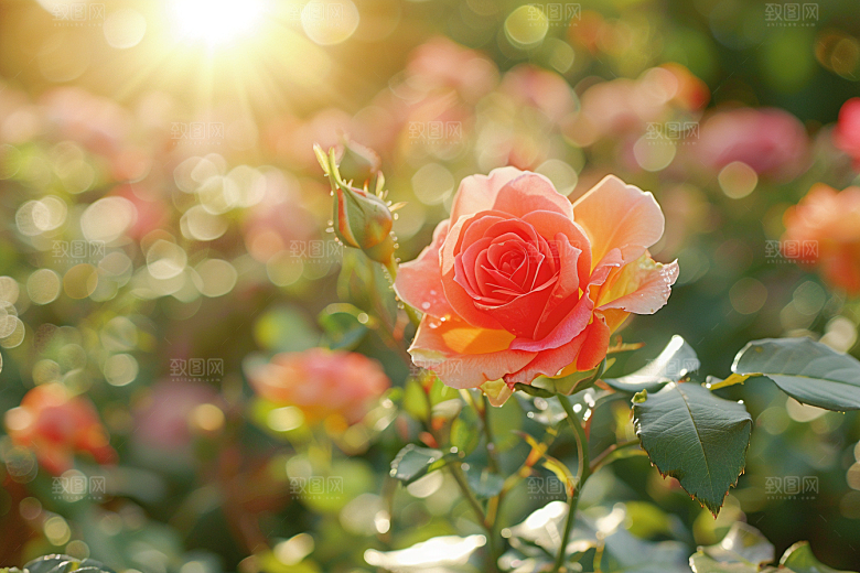 月季花玫瑰高清素材