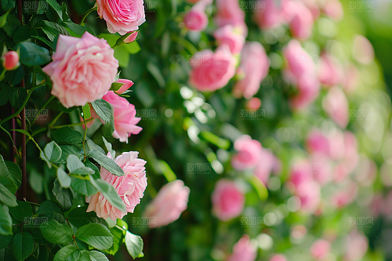 月季花欧月彩色素材