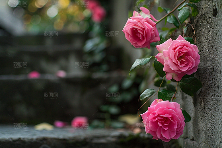 月季花花朵蔷薇素材