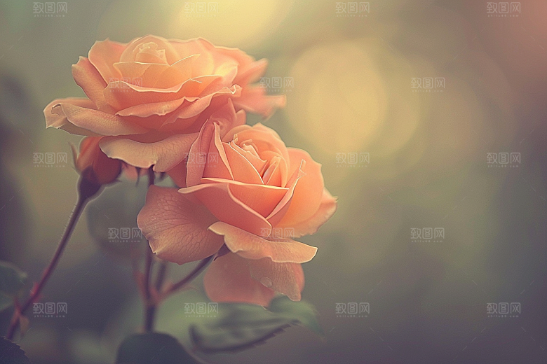 月季花花朵藤月素材