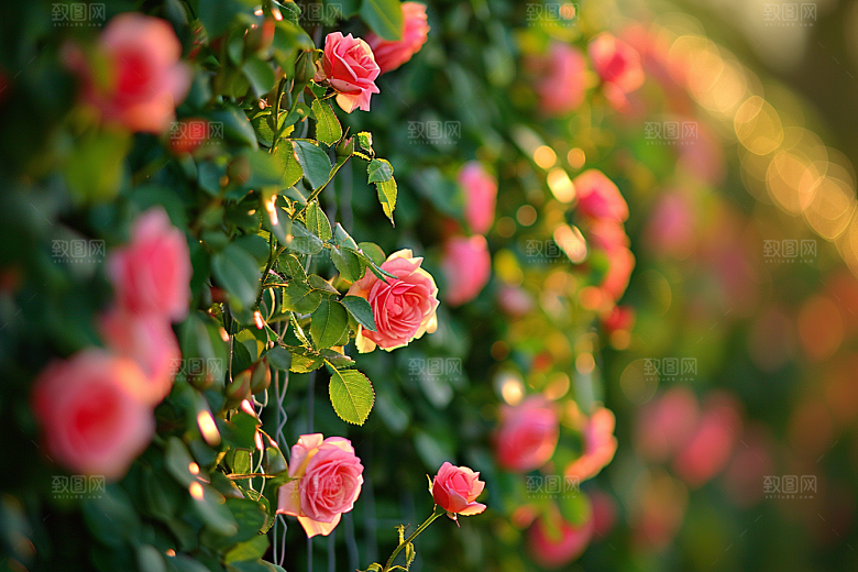 月季花唯美花卉素材