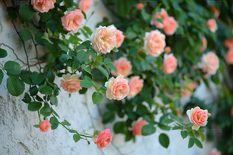 月季花花朵欧月素材