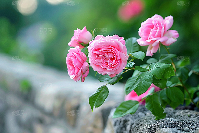 月季花彩色玫瑰素材