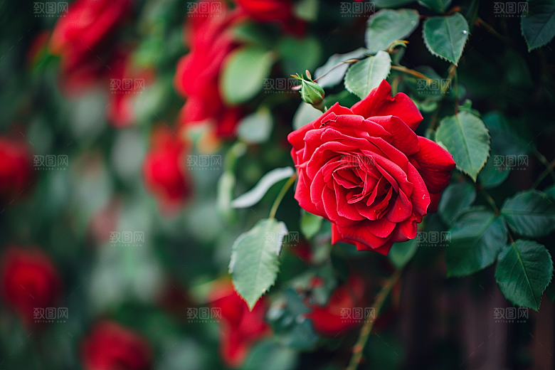 月季花高清花卉素材