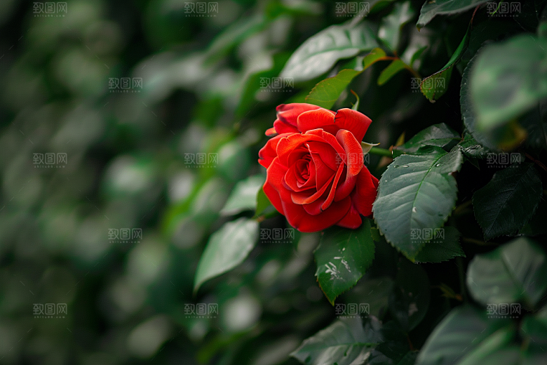 月季花高清彩色素材
