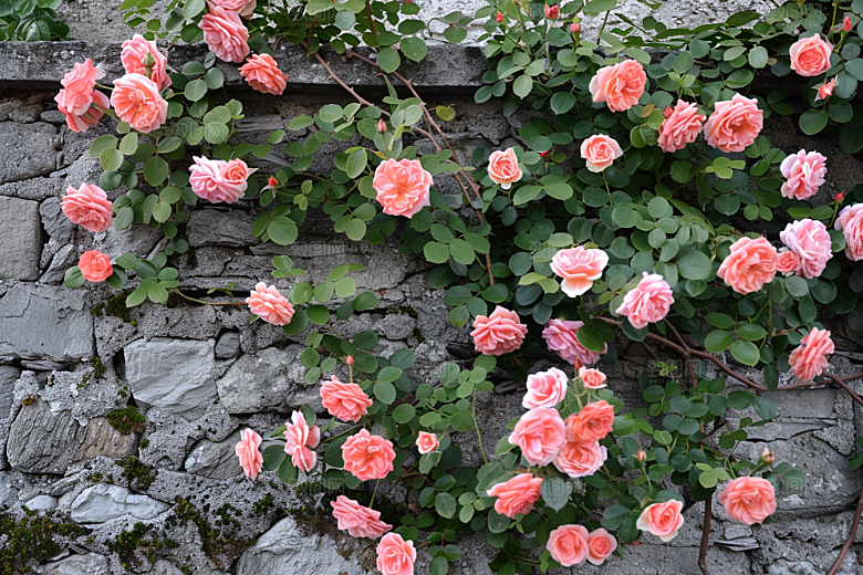 月季花高清花朵素材