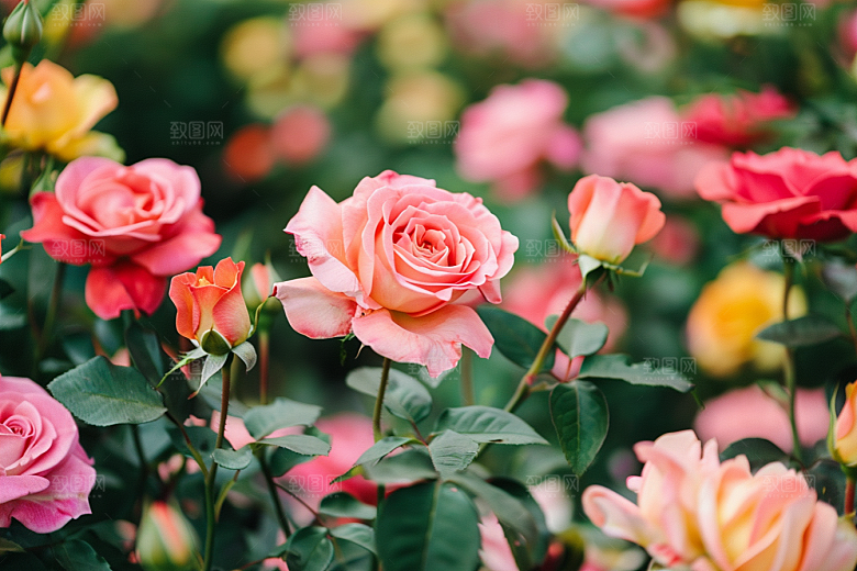 月季花花卉欧月素材