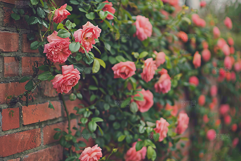 月季花花朵高清素材