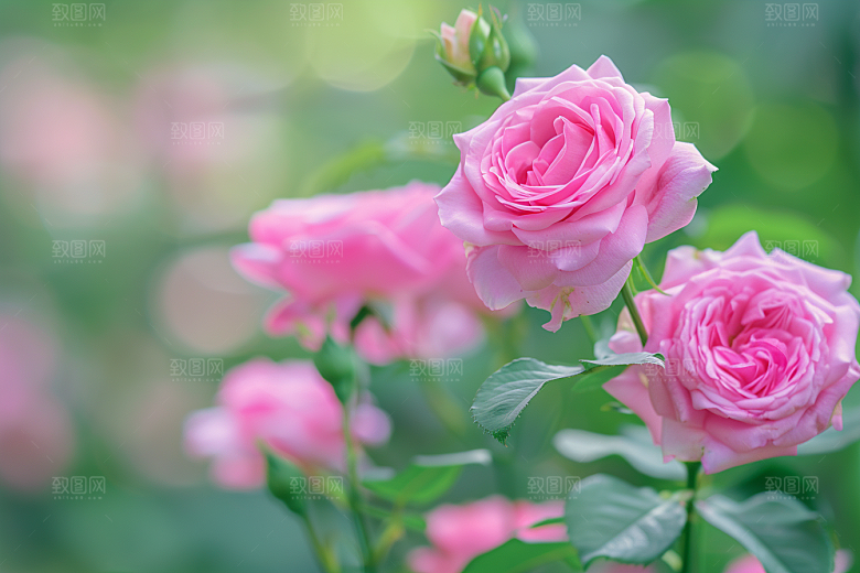 月季花彩色高清素材