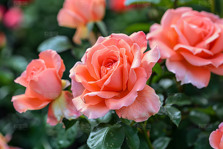 月季花花卉玫瑰素材