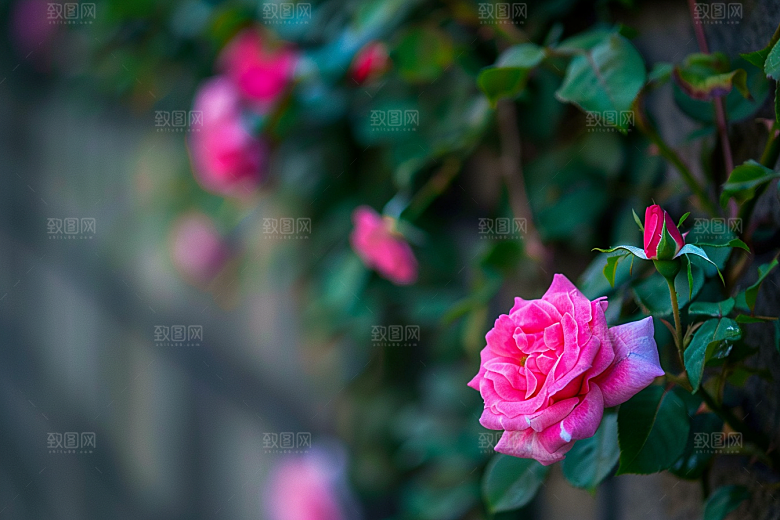月季花花朵花卉素材
