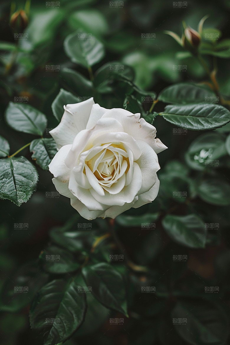 月季花蔷薇玫瑰素材