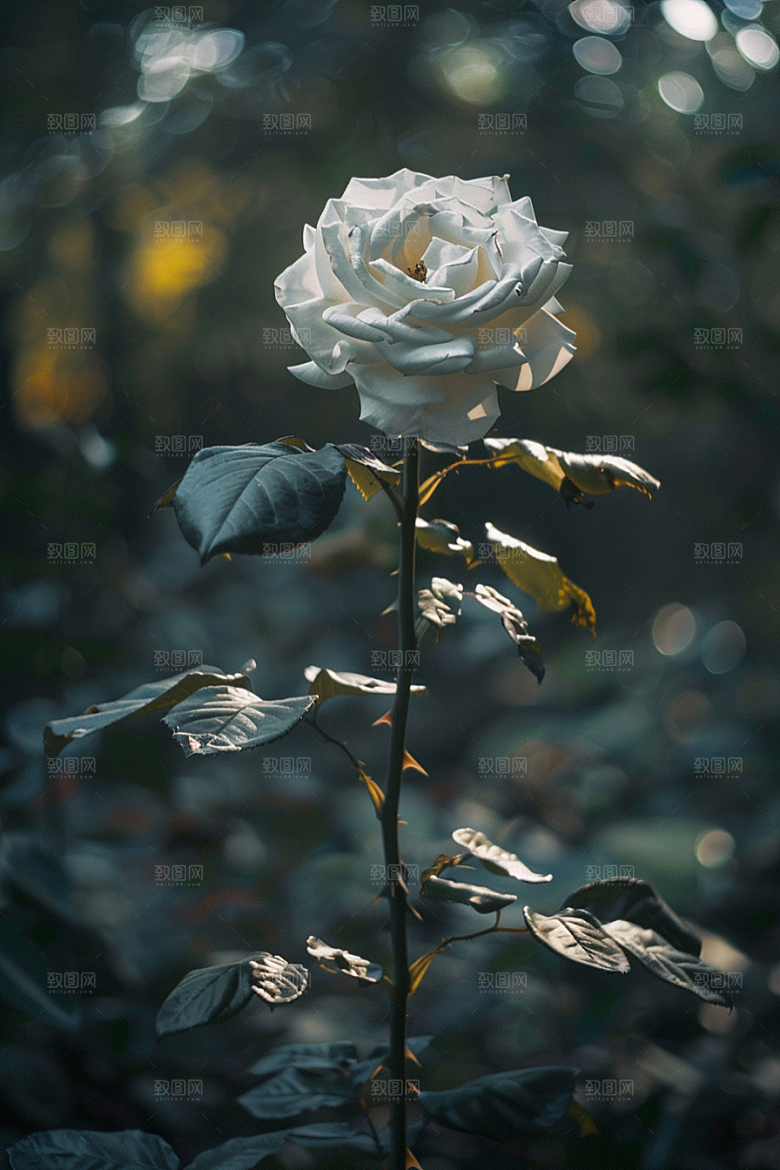 月季花花朵唯美素材