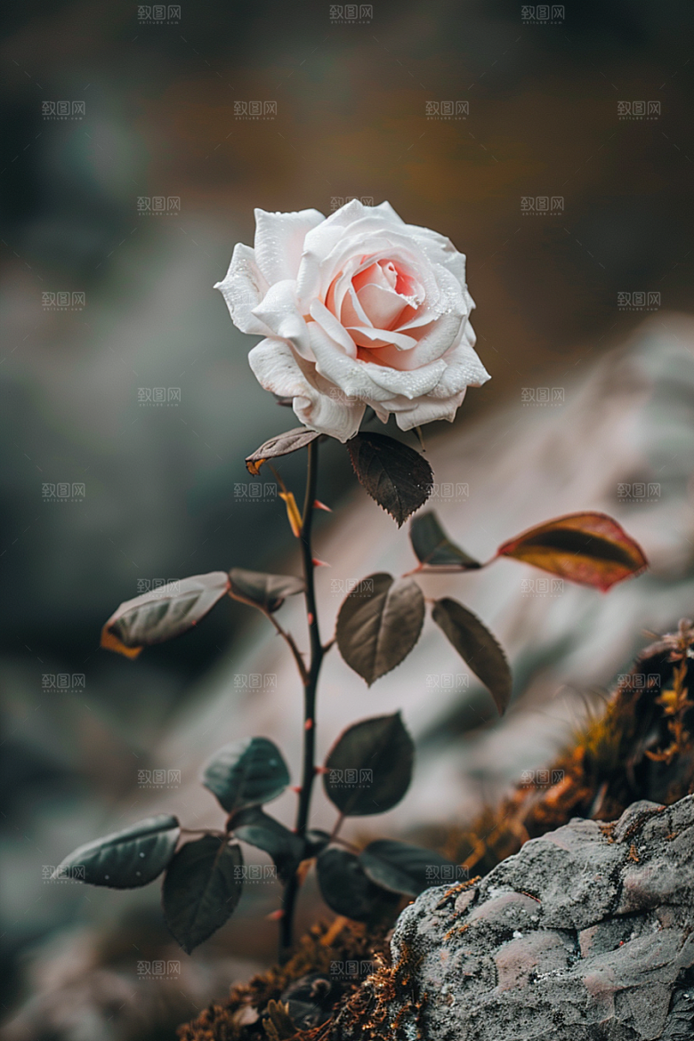 月季花玫瑰彩色素材