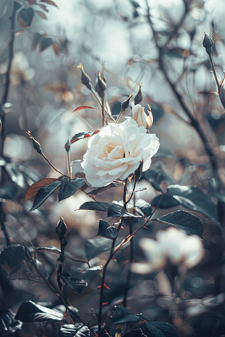 月季花花朵彩色素材