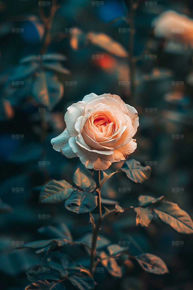 月季花花朵彩色素材