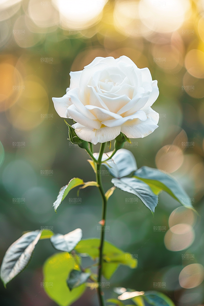 月季花花卉唯美素材