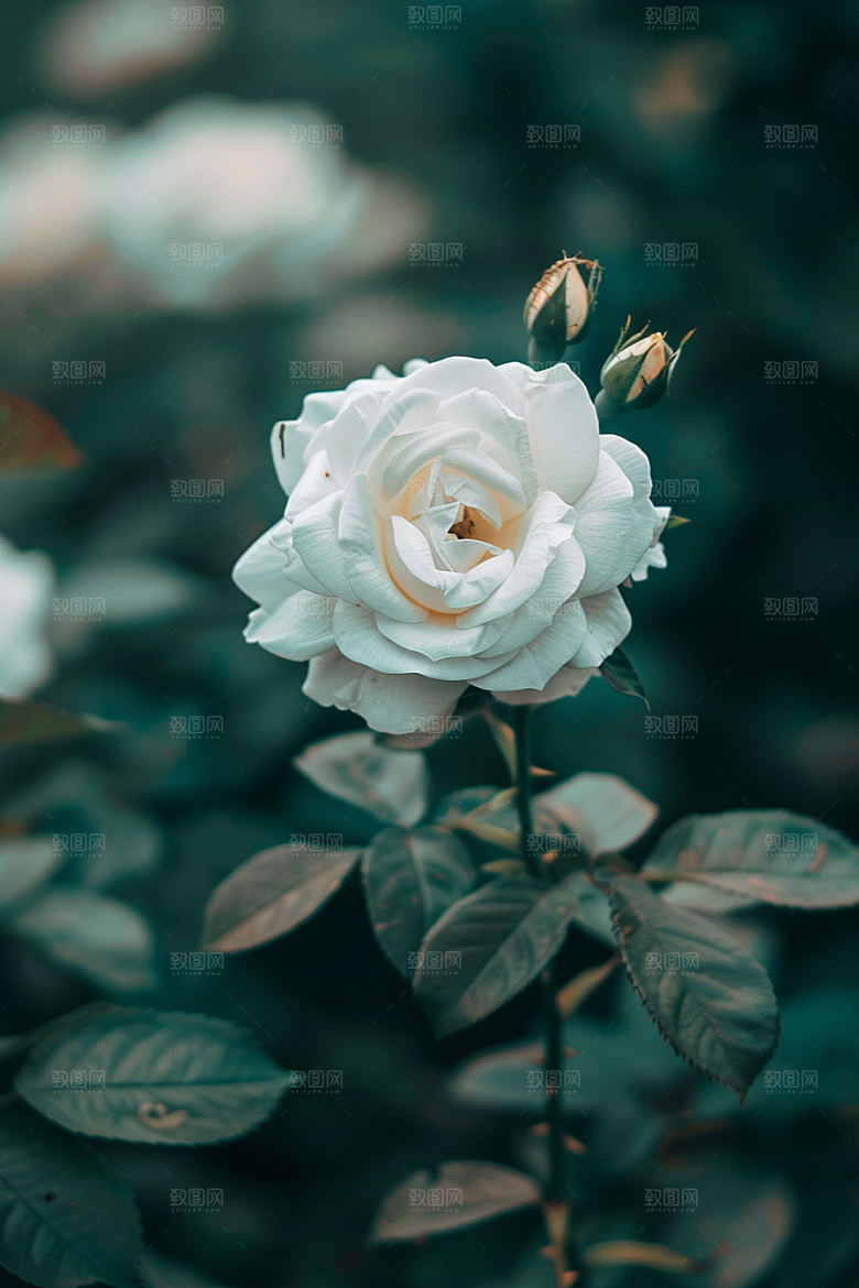 月季花玫瑰花朵素材