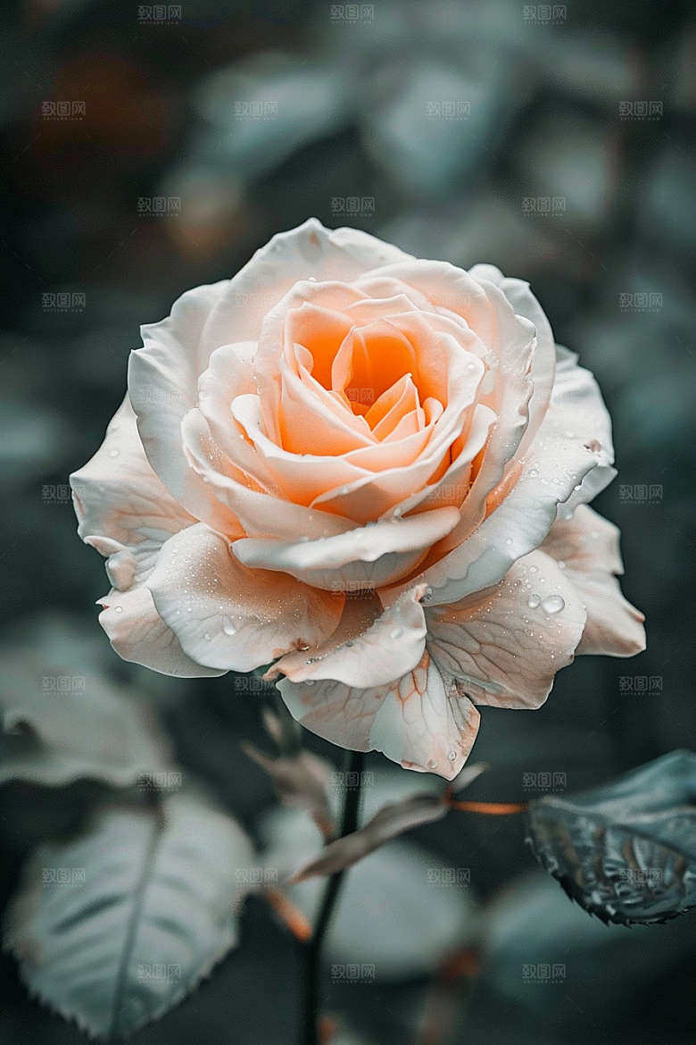 月季花花卉唯美素材