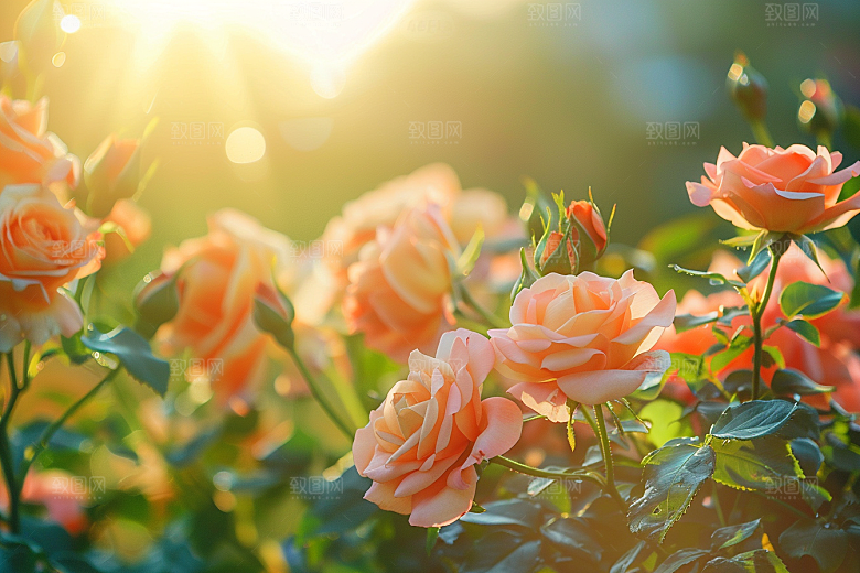 月季花欧月植物素材