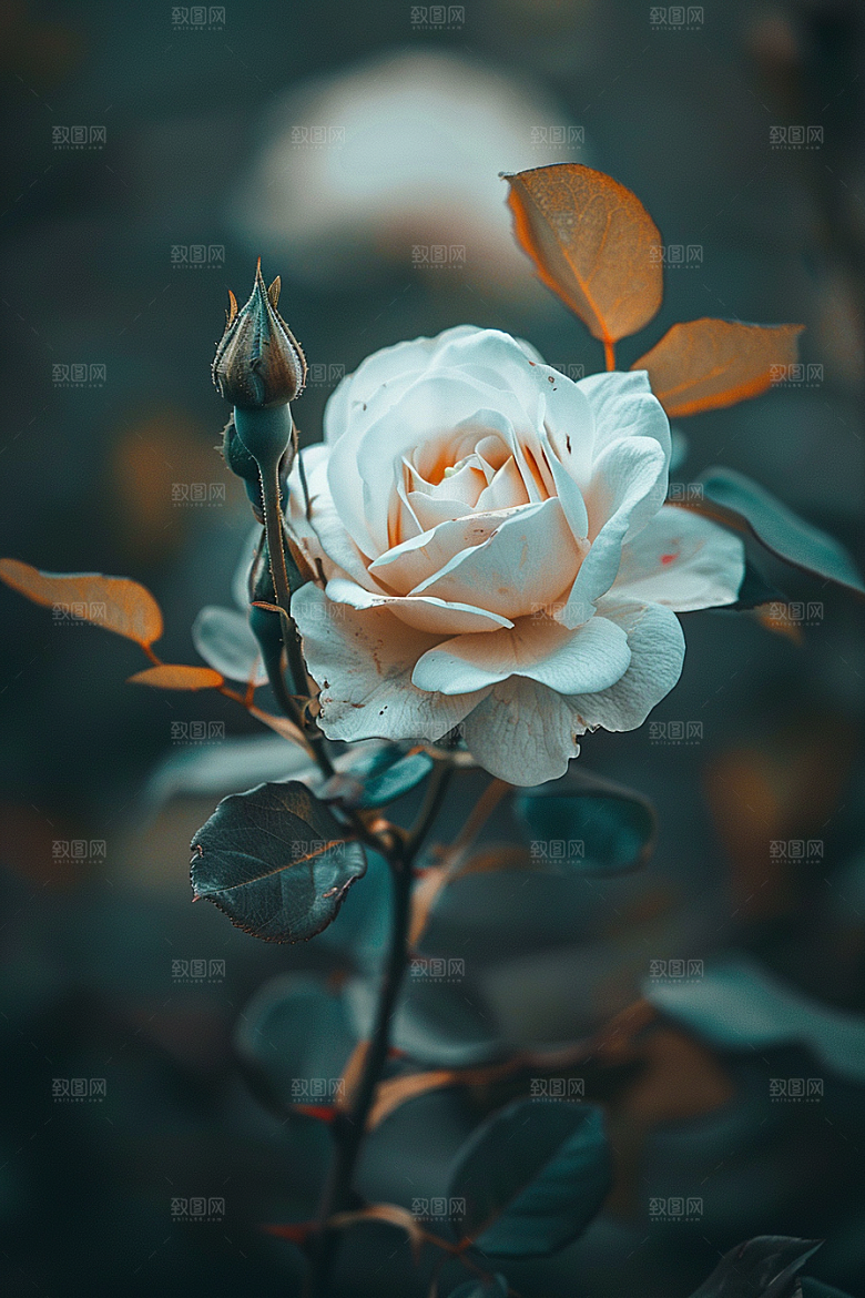 月季花玫瑰蔷薇素材