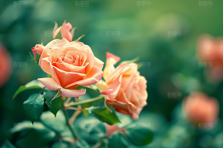 月季花彩色欧月素材