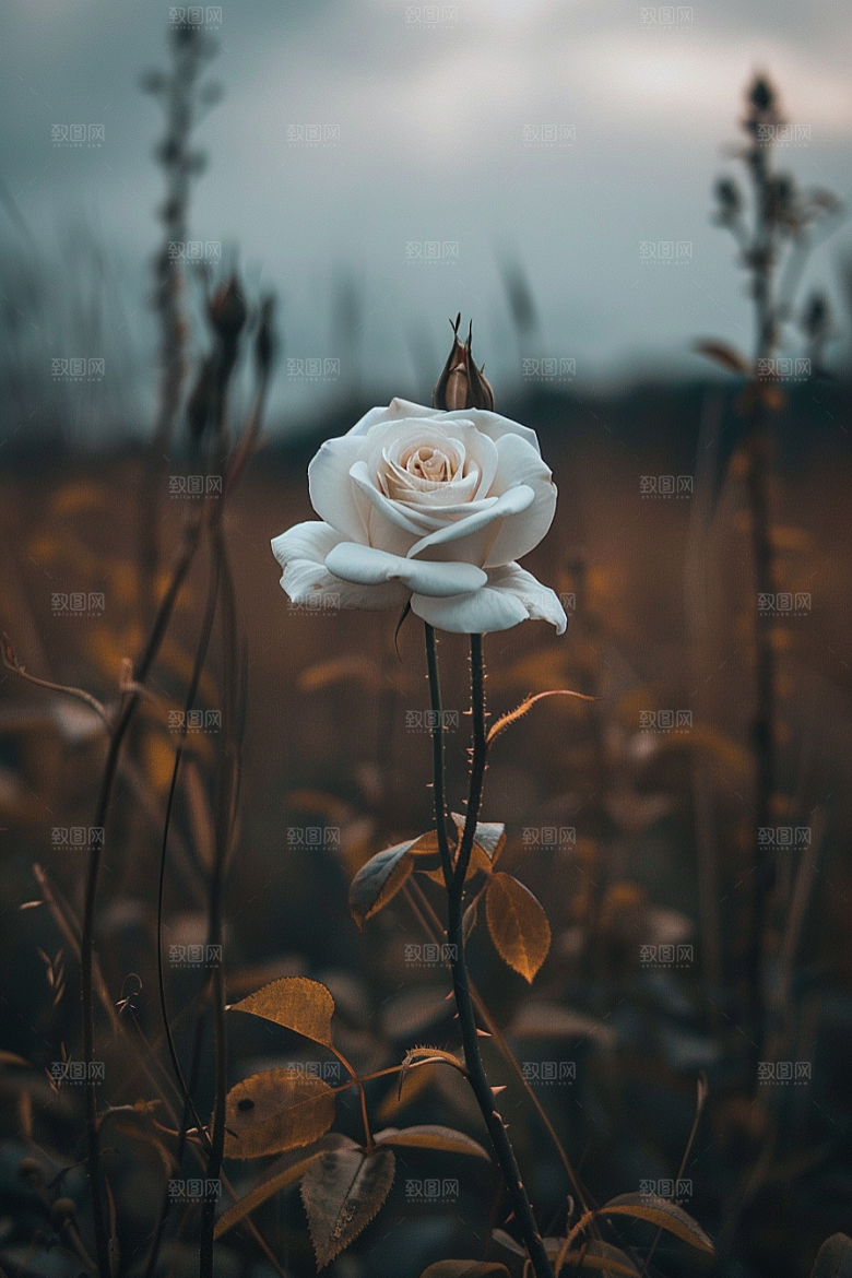 月季花高清藤月素材