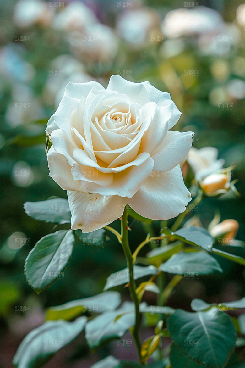 月季花蔷薇高清素材