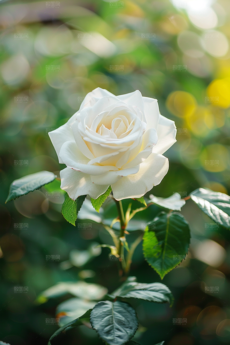 月季花彩色藤月素材