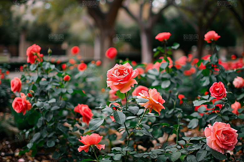 月季花玫瑰花卉素材