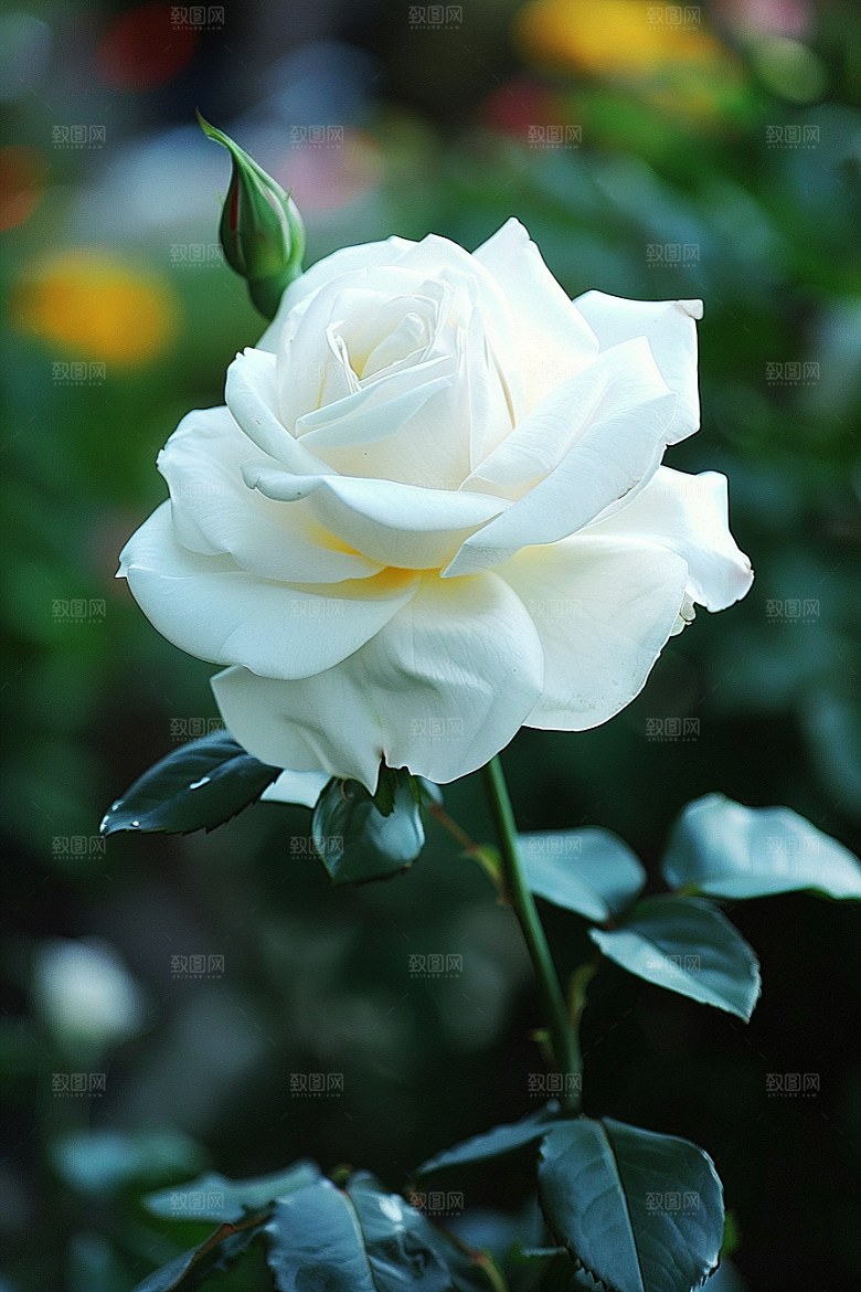 月季花藤月花卉素材
