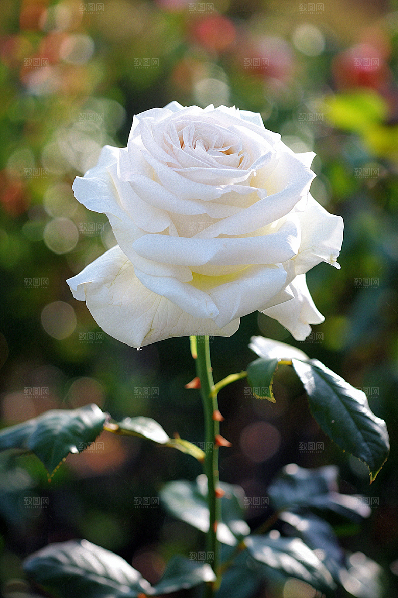 月季花花朵高清素材