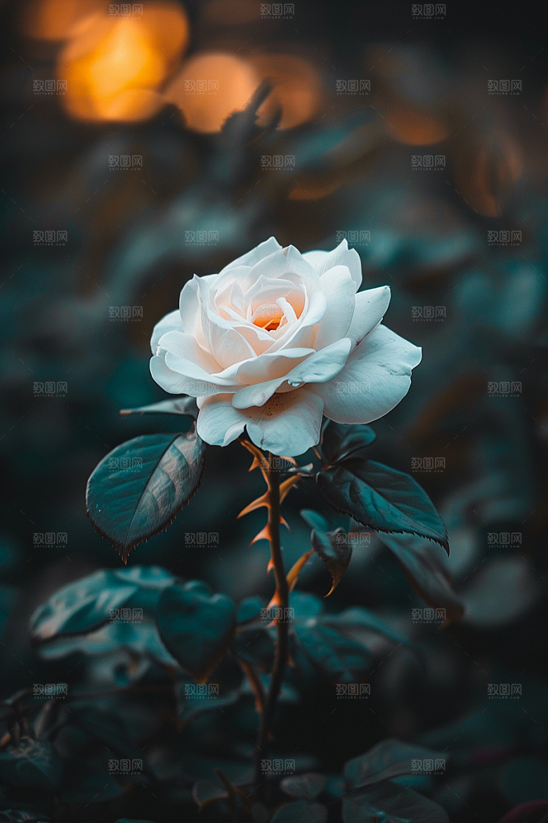 月季花唯美植物素材