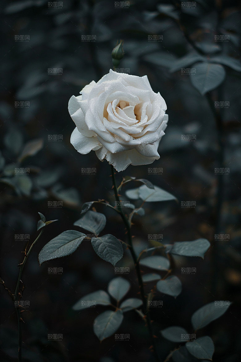 月季花花卉玫瑰素材