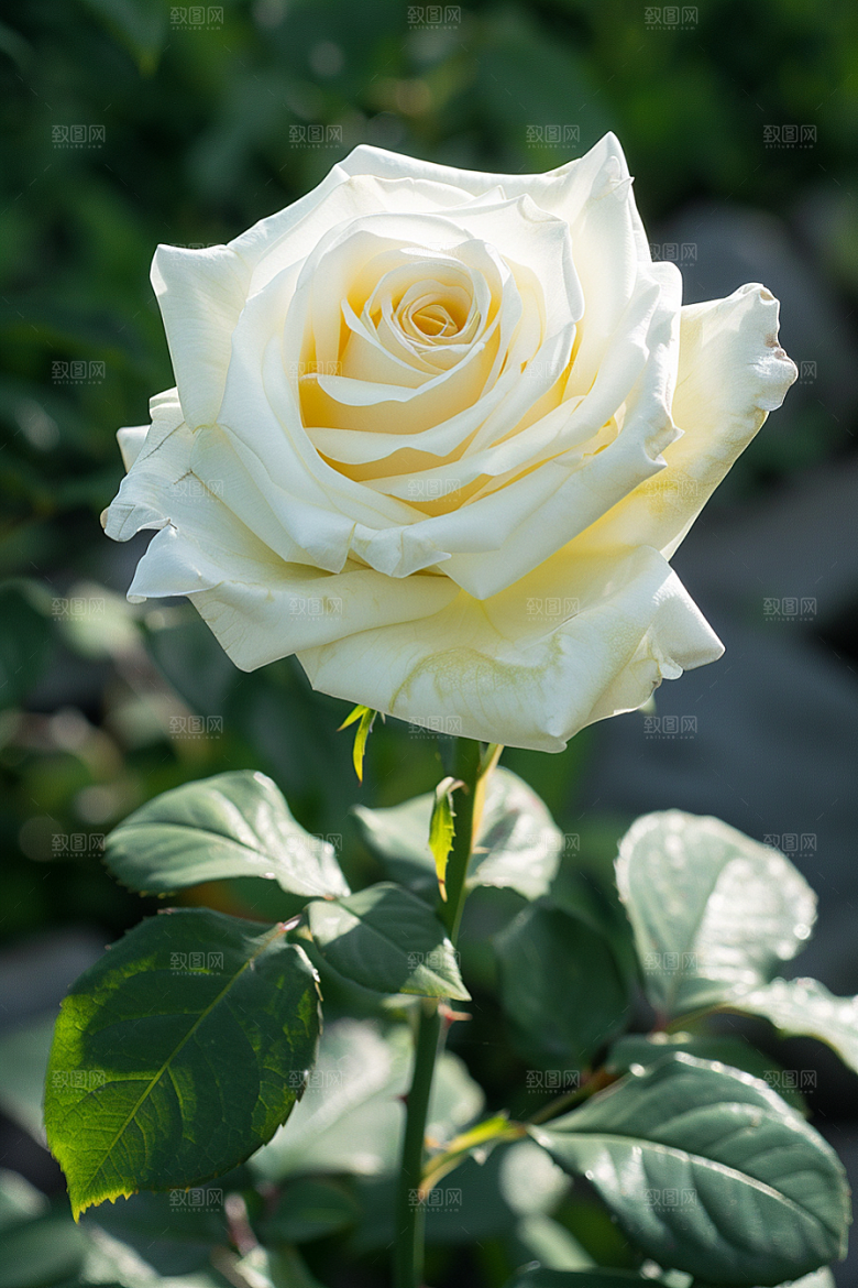 月季花藤月欧月素材