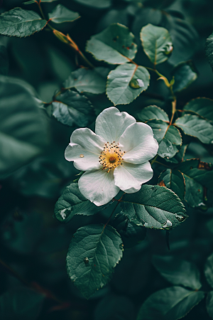 月季花玫瑰花卉素材