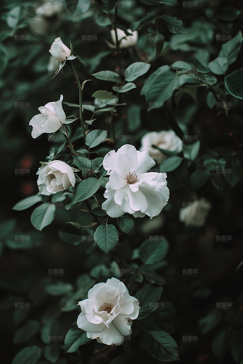 月季花彩色玫瑰素材
