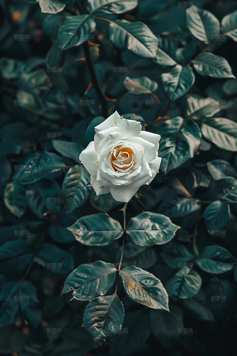 月季花唯美高清素材