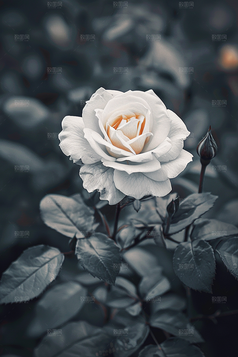 月季花蔷薇彩色素材