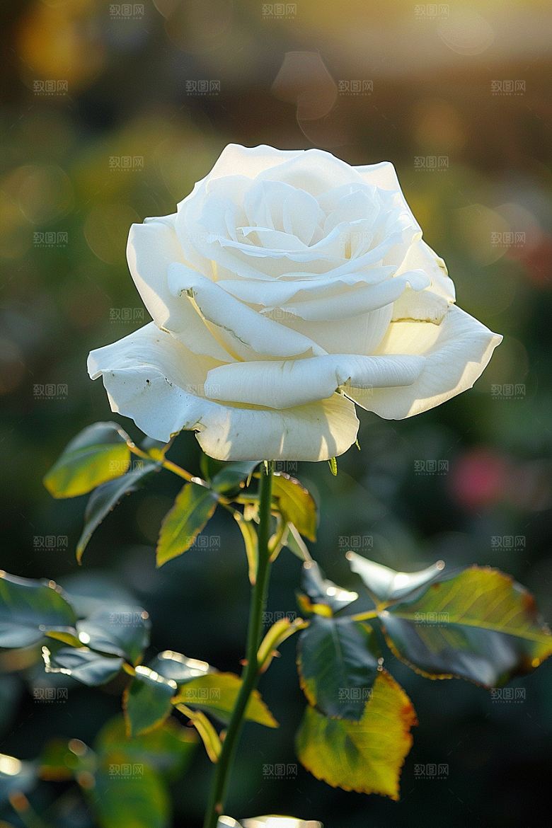 月季花高清藤月素材