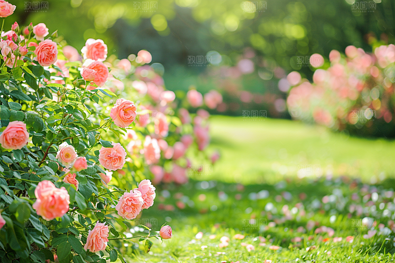 月季花高清藤月素材