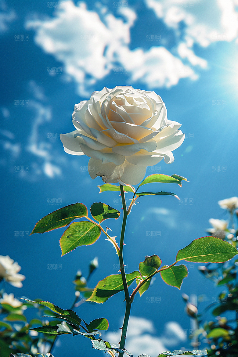 月季花高清花朵素材