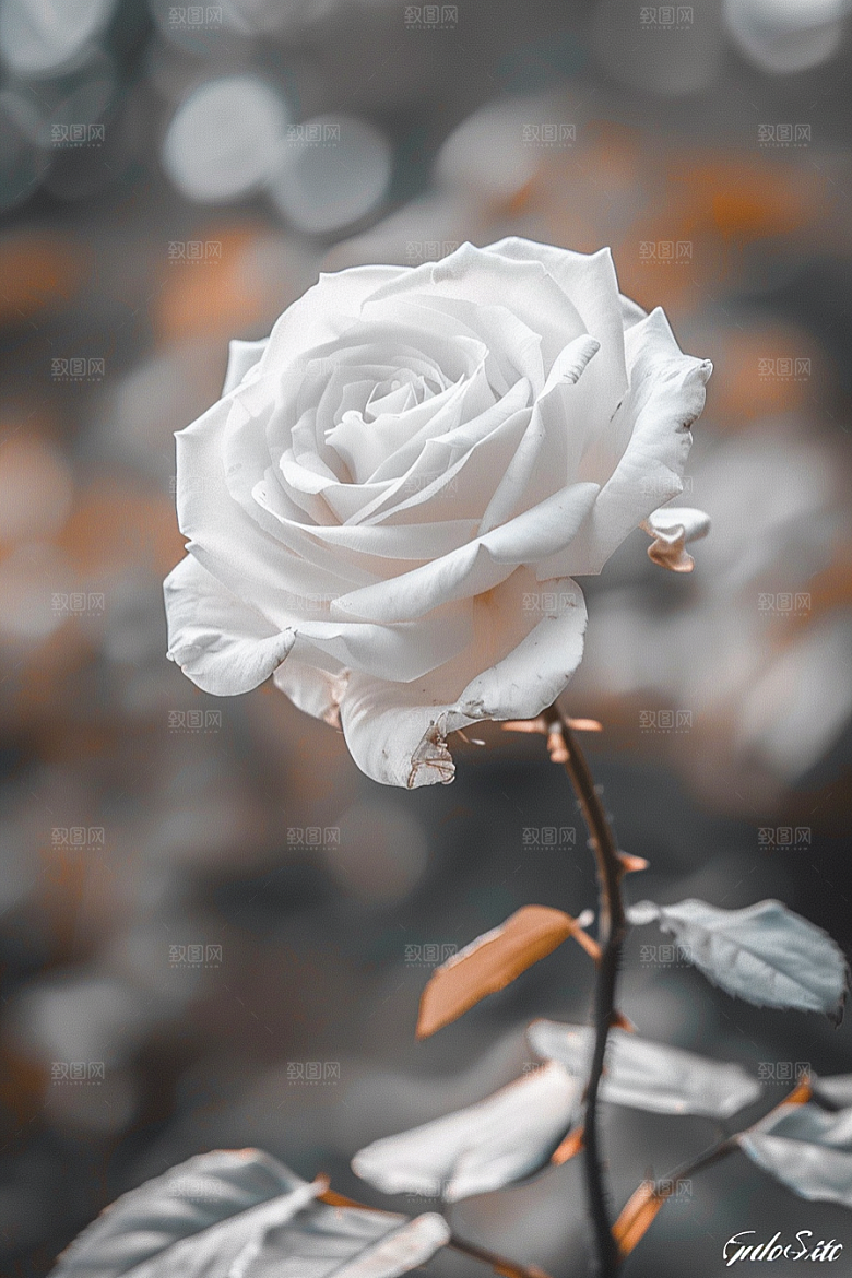 月季花彩色欧月素材