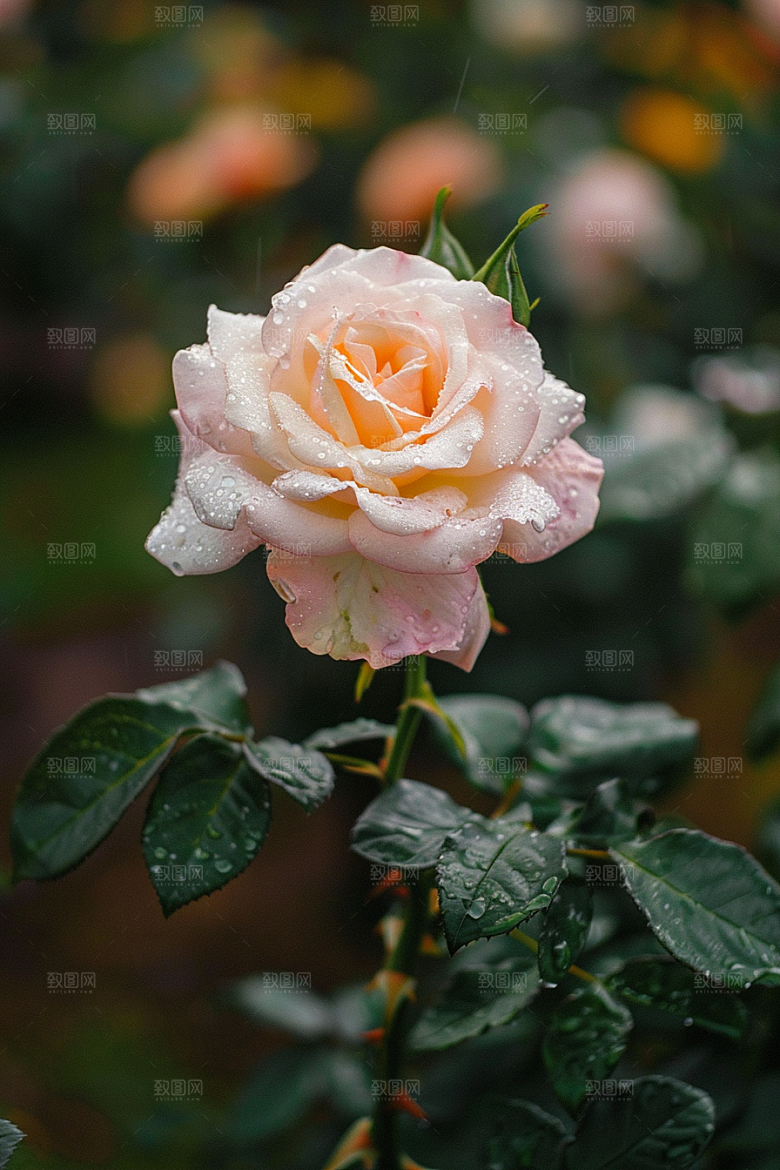 月季花藤月唯美素材