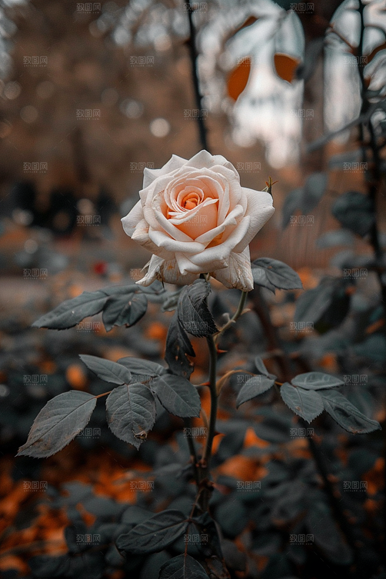 月季花高清唯美素材