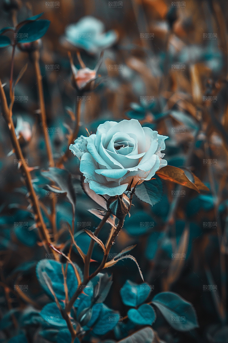 月季花欧月蔷薇素材