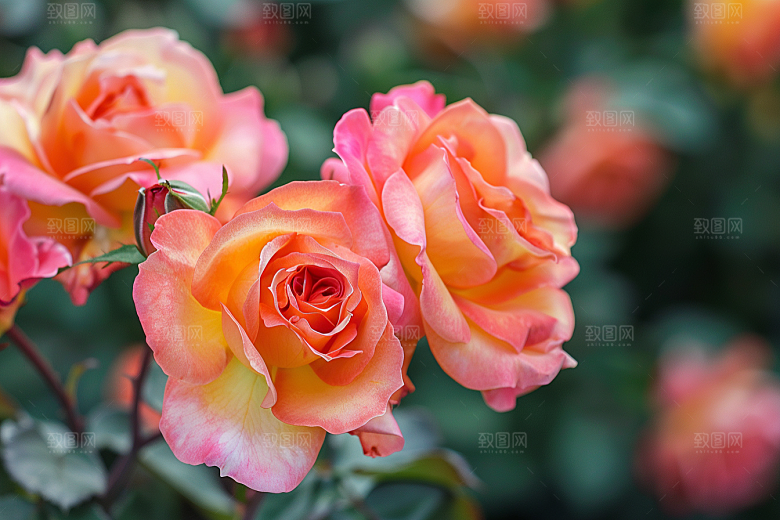 月季花花卉花朵素材