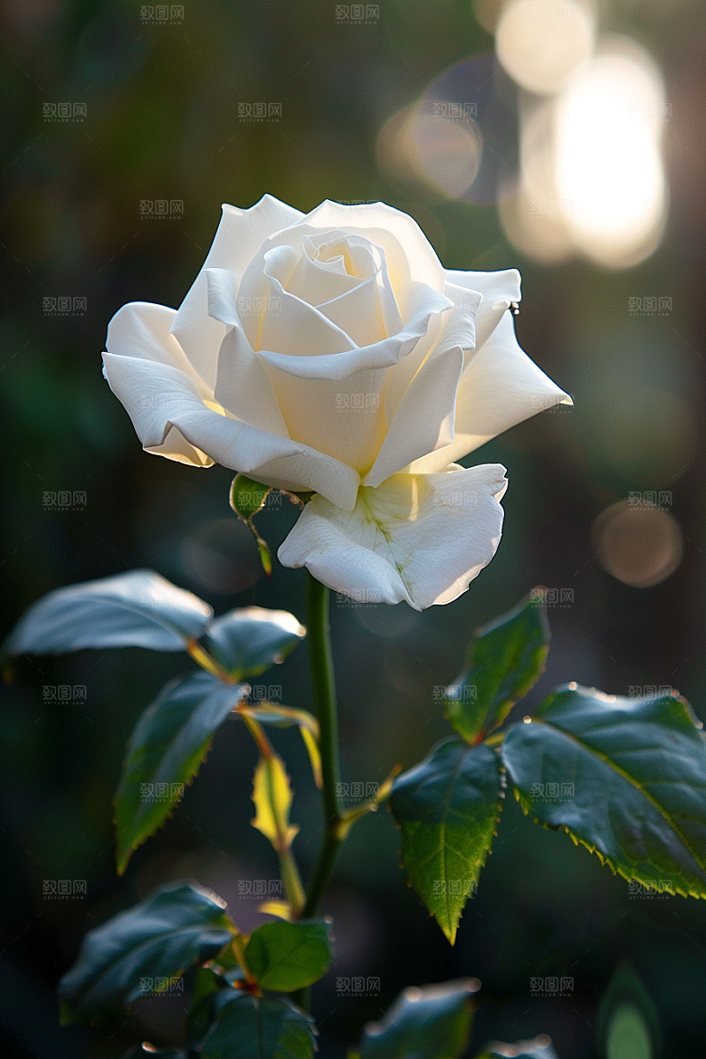 月季花欧月彩色素材