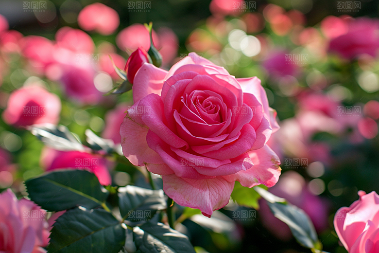 月季花唯美花朵素材